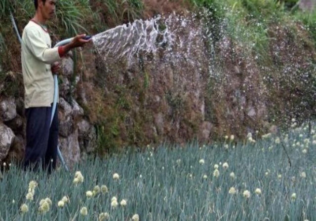 Tips Menyiram Tanaman yang Benar