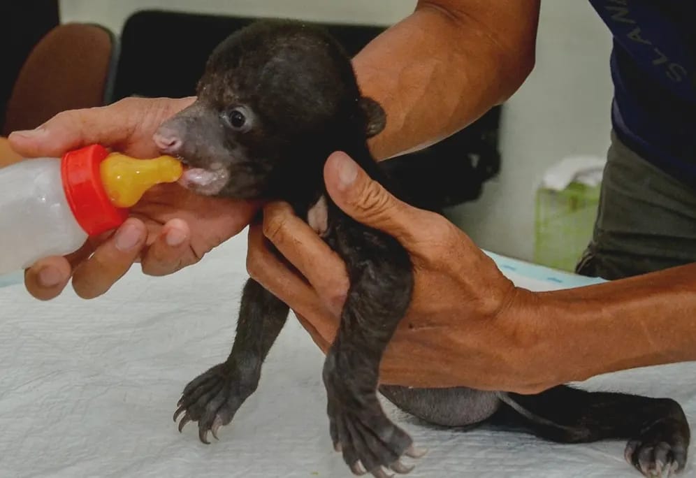 Pekerja PT RUJ Temukan Bayi Beruang Madu di Tanjung Penyembal, Dumai