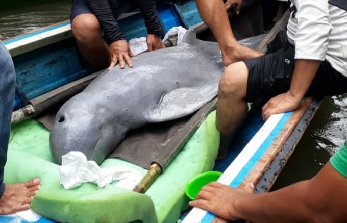 Seekor Pesut Dievakuasi ke Habitatnya