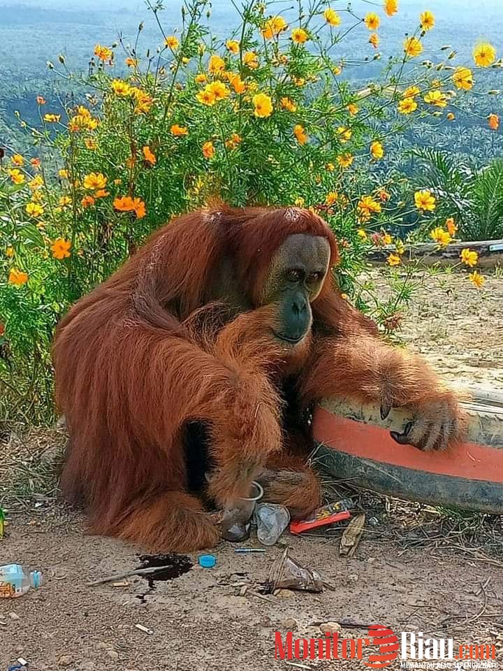 Keluar dari Kawasan TNBT,