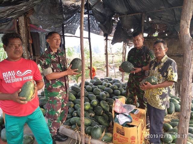 Serda Hariyanto, Babinsa Kelurahan Ratu Sima Panen Perdana Semangka