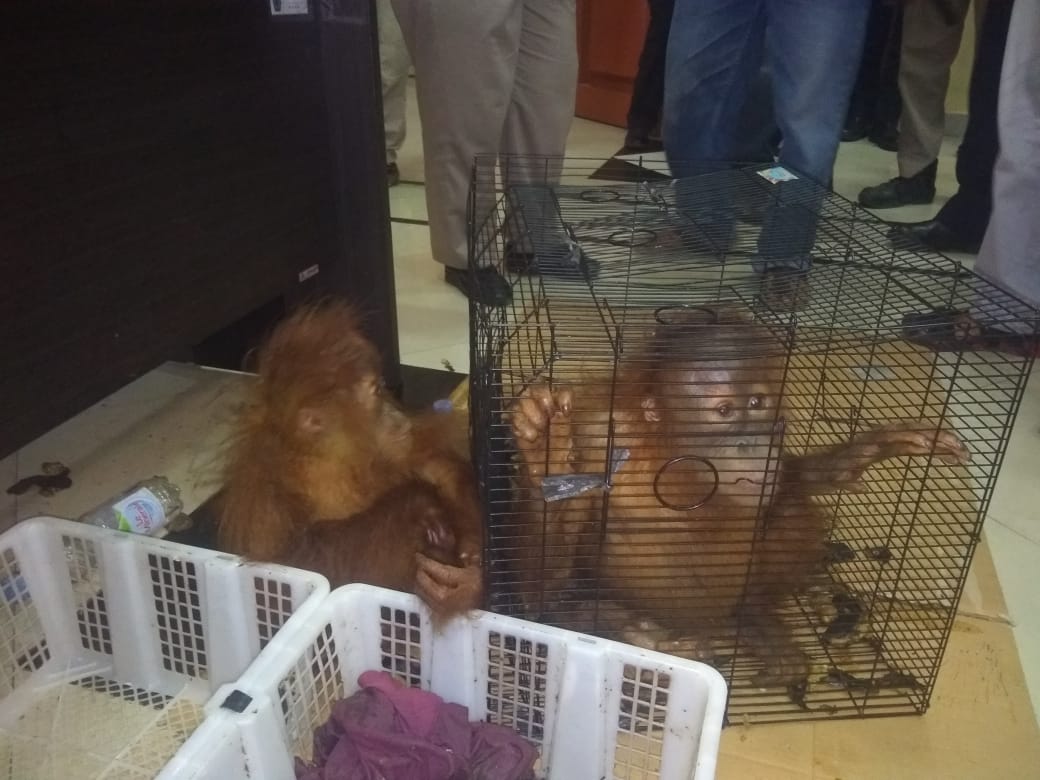 Bea Cukai Dumai Bersama POM AL, AD dan HNSI Gagalkan Percobaan Penyelundupan Satwa Yang Dilindungi