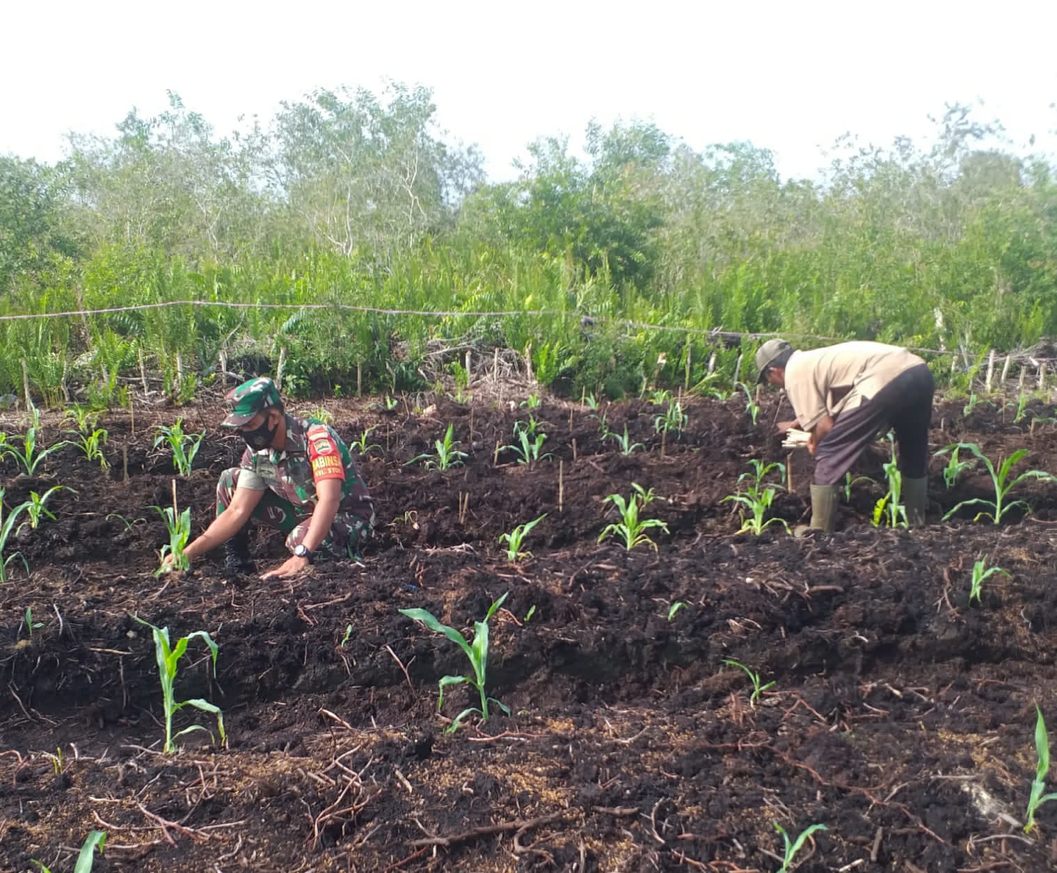 Babinsa Kelurahan STDI Dampingi Petani Jagung