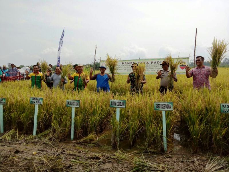 Wawako dan Dandim 0320/Dumai Panen Raya Padi di Tanjung Penyembal