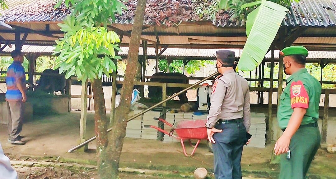 Petugas Gabungan Tangani Virus PMK di Rohul