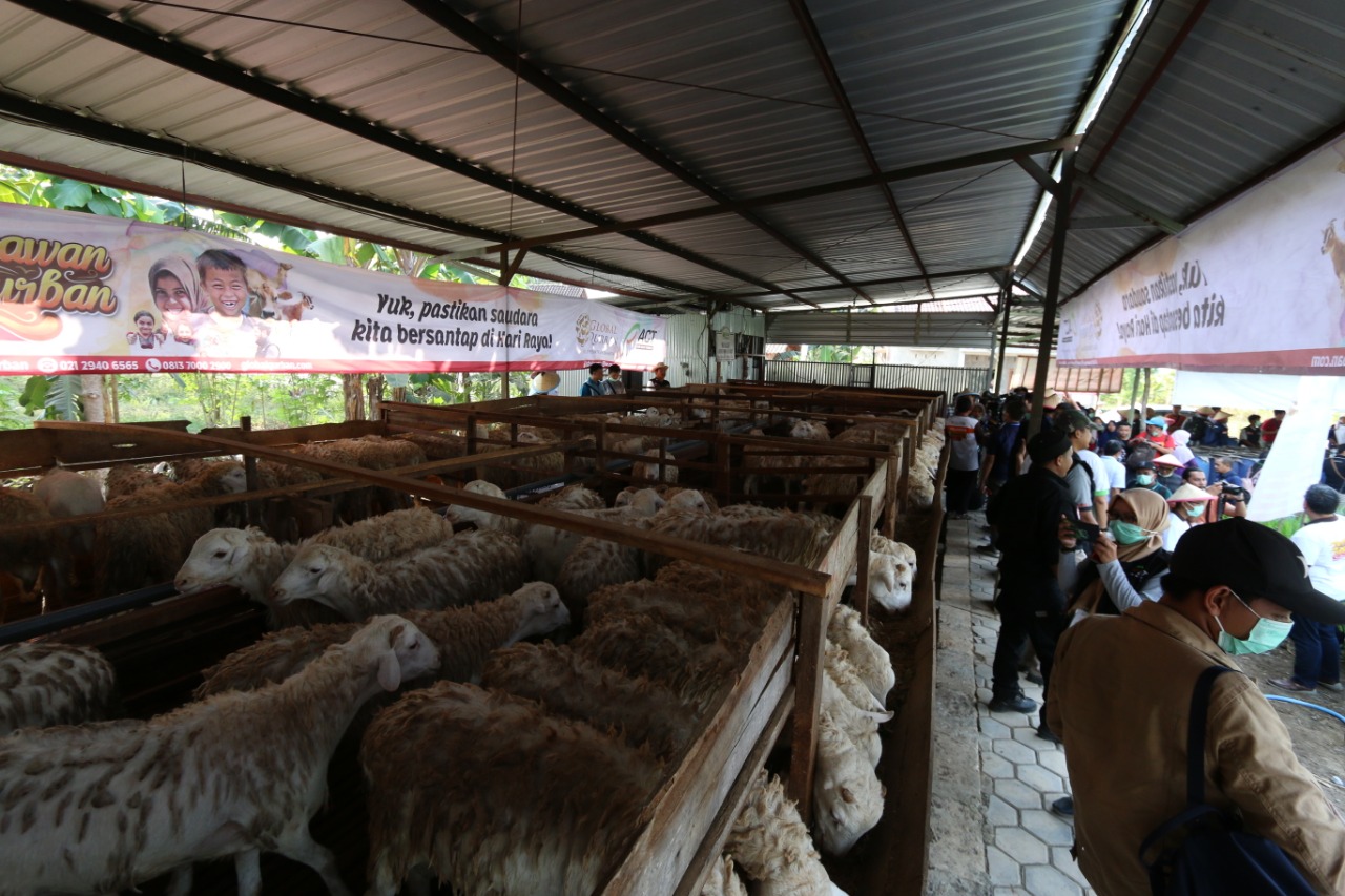 ACT Kelola Ribuan Hewan Kurban Terbaik Sedari Bibit