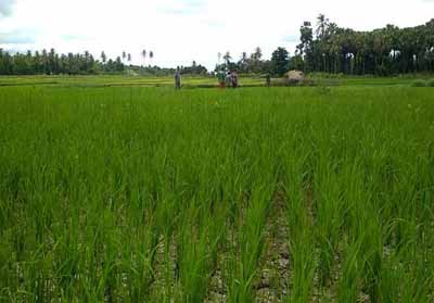 Dinas TPH Rohul Dapatkan Bantuan Program Upsus Pajale 2019