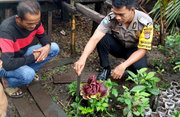 Aroma Busuk, Raja Satar Temukan Bunga Bangkai di Belakang Rumah