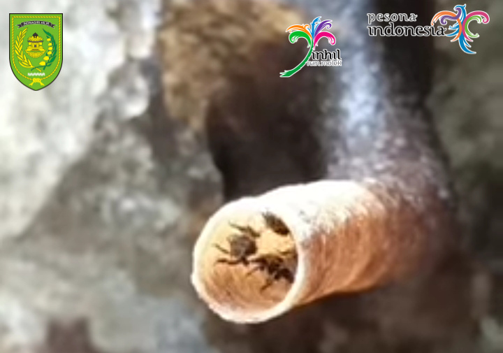 Sarang Kelulut Alam Bisa Didapat di Lembah Gugusan Bukit Condong
