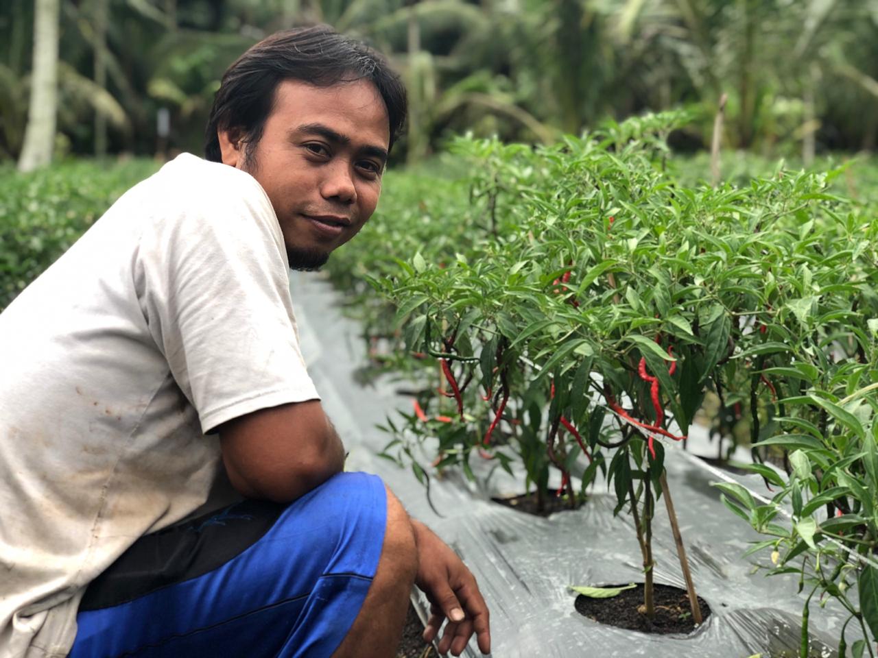Cabai Merah Lokal, Bisnis Menjanjikan bagi Sairi