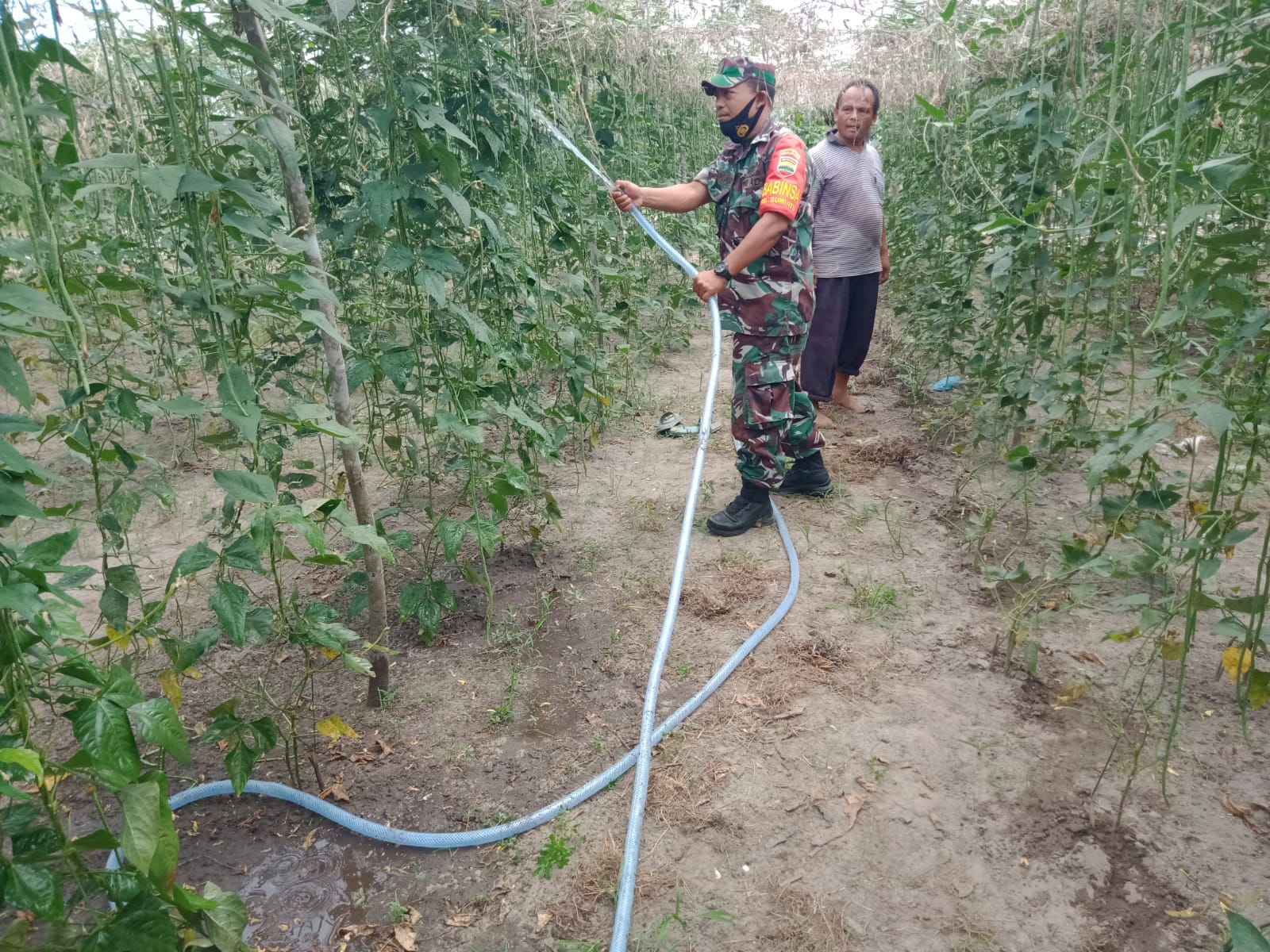 Serma Sukardi Dampingi Petani Kacang Panjang