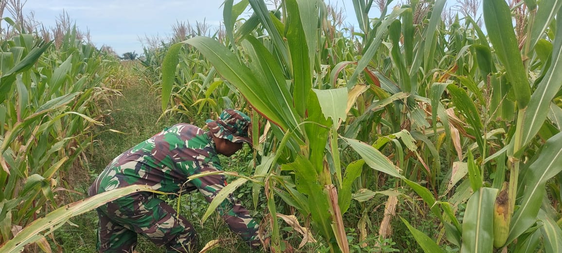 Koptu Bambang Dampingi Petani Jagung