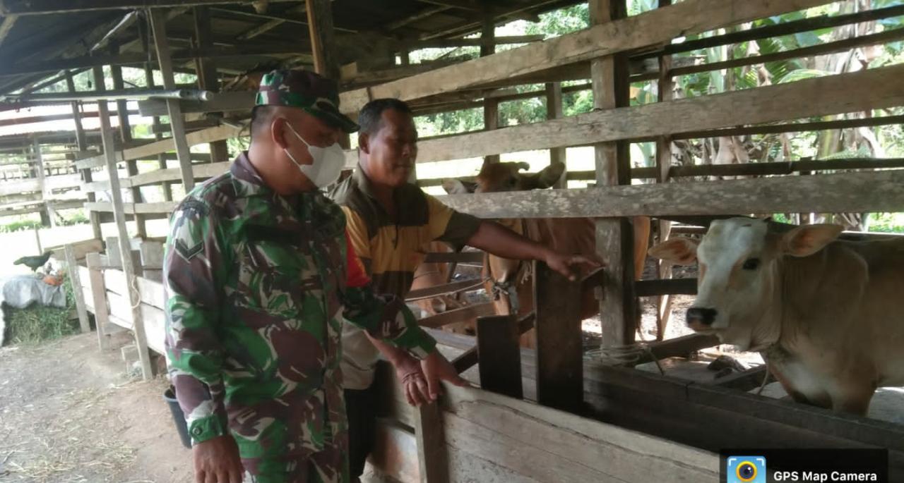 Serma Zul Efendi Lakukan Giat Sosialisasi Cegah PMK