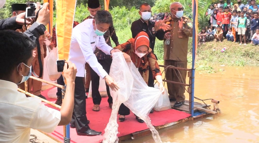 Pemkab Rohil Tabur Ribuan Benih Ikan Baung di Sungai Rokan