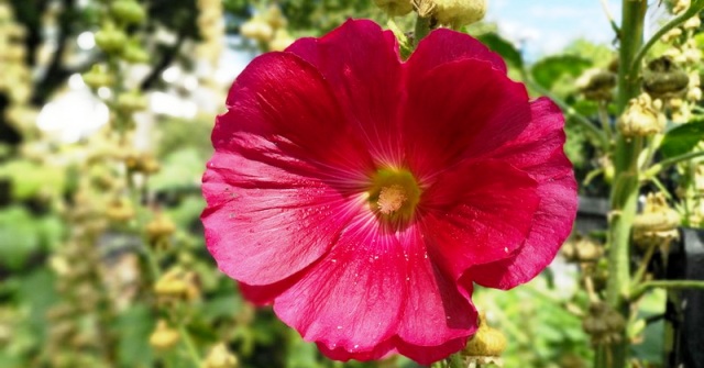 Merawat Kamera Smartphone Dan Ciptakan Foto Bokeh Terbaik