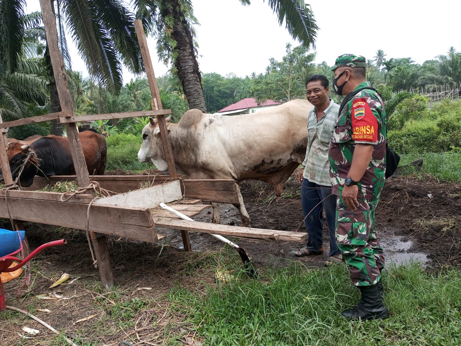 Jelang Idul Adha, Serma Zul Efendi Himbau Peternak Sapi