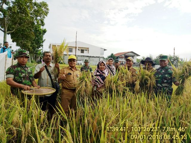 Kadis KPP Dumai dan Pasi Ter Kodim 0320/Dumai Hadiri Panen Padi