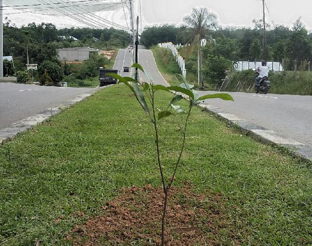 DLH Lanjutkan Penanaman Pohon di Teluk Kuantan