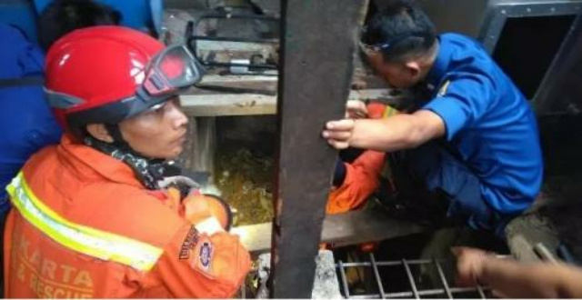 Belasan Anak Ular Kobra Ditemukan di Kembangan, Warga Diminta Jaga Kebersihan Lingkungan