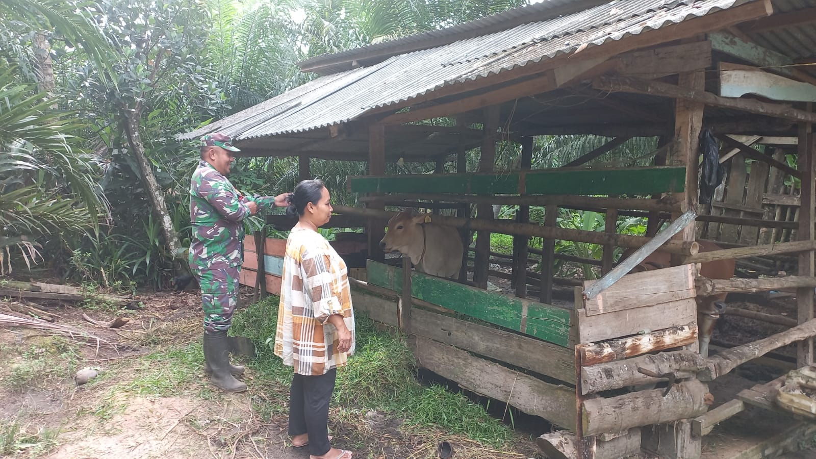 Babinsa Cek Kesehatan Hewan Ternak Masyarakat