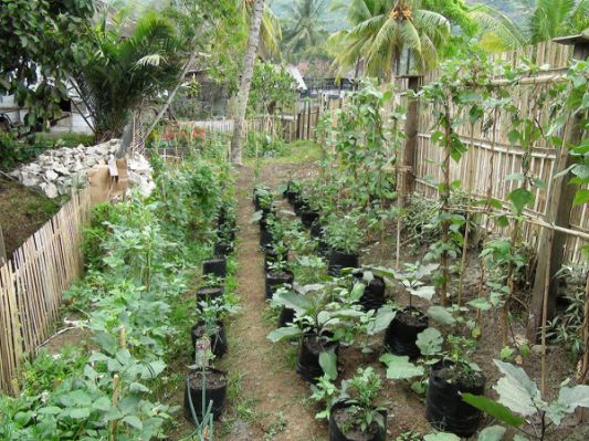 Petani Bukit Kapur Minim Bantuan Pemerintah Kota Dumai