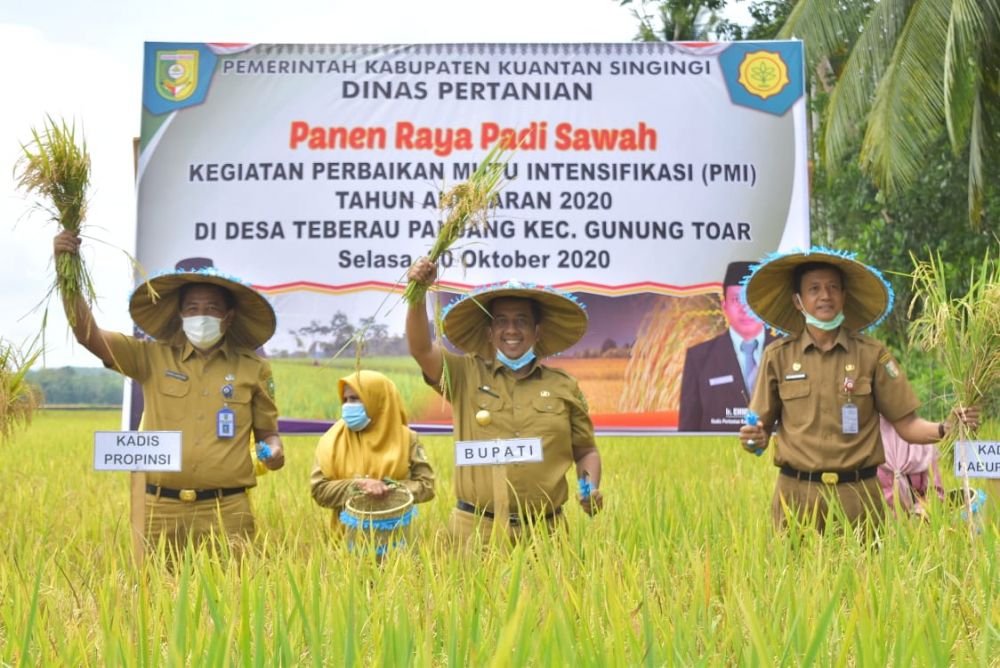 Petani Kuansing Panen Raya di Tengah Pandemi Covid19