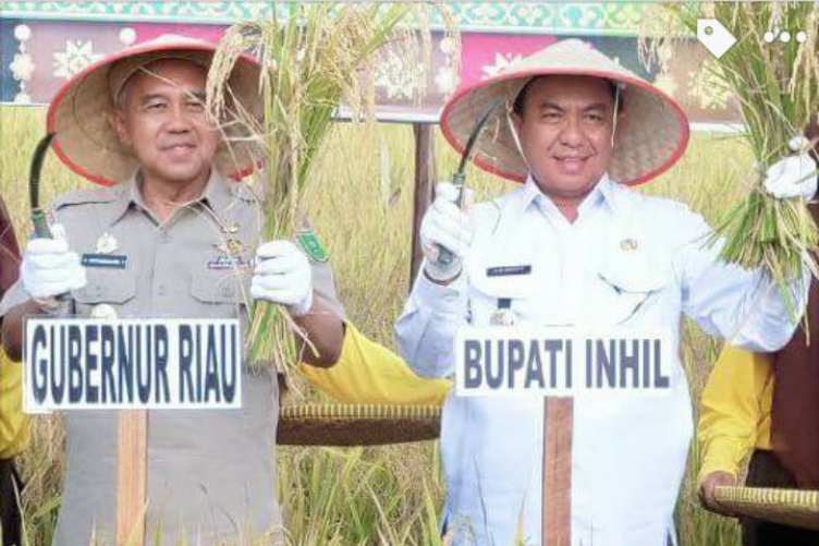 Bersama Gubri, Bupati Inhil Panen Raya Padi dan Gerakan Tanam Serentak Peremajaan Kebun Kelapa Rakya