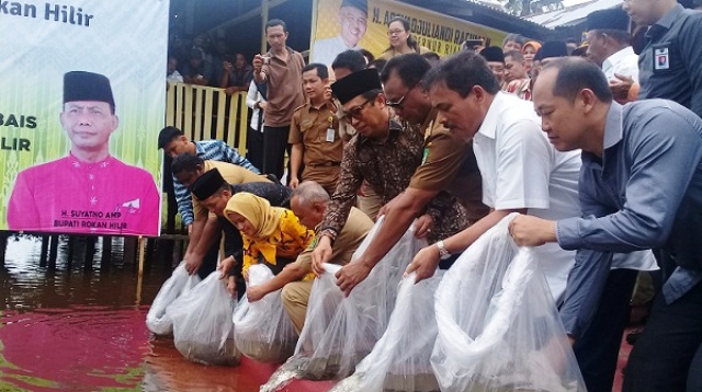 Pemkab Rokan Hilir Tabur 58 Ribu Ekor Benih Ikan Baung di Sungai Rokan