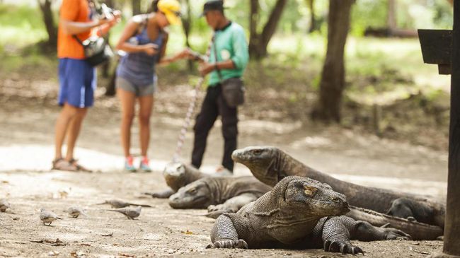 Taman Nasional Komodo akan Ditutup Selama Satu Tahun