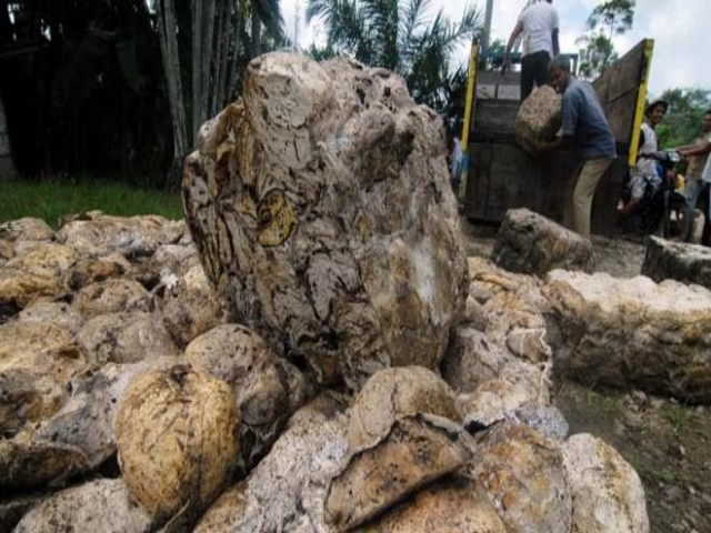 Para Pencuri Ojol Mulai Bergentayangan,Para Petani Resah