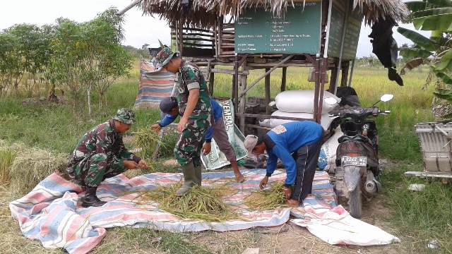 Peltu M.Soleh dan Serda Hendra Dampingi Panen Petani