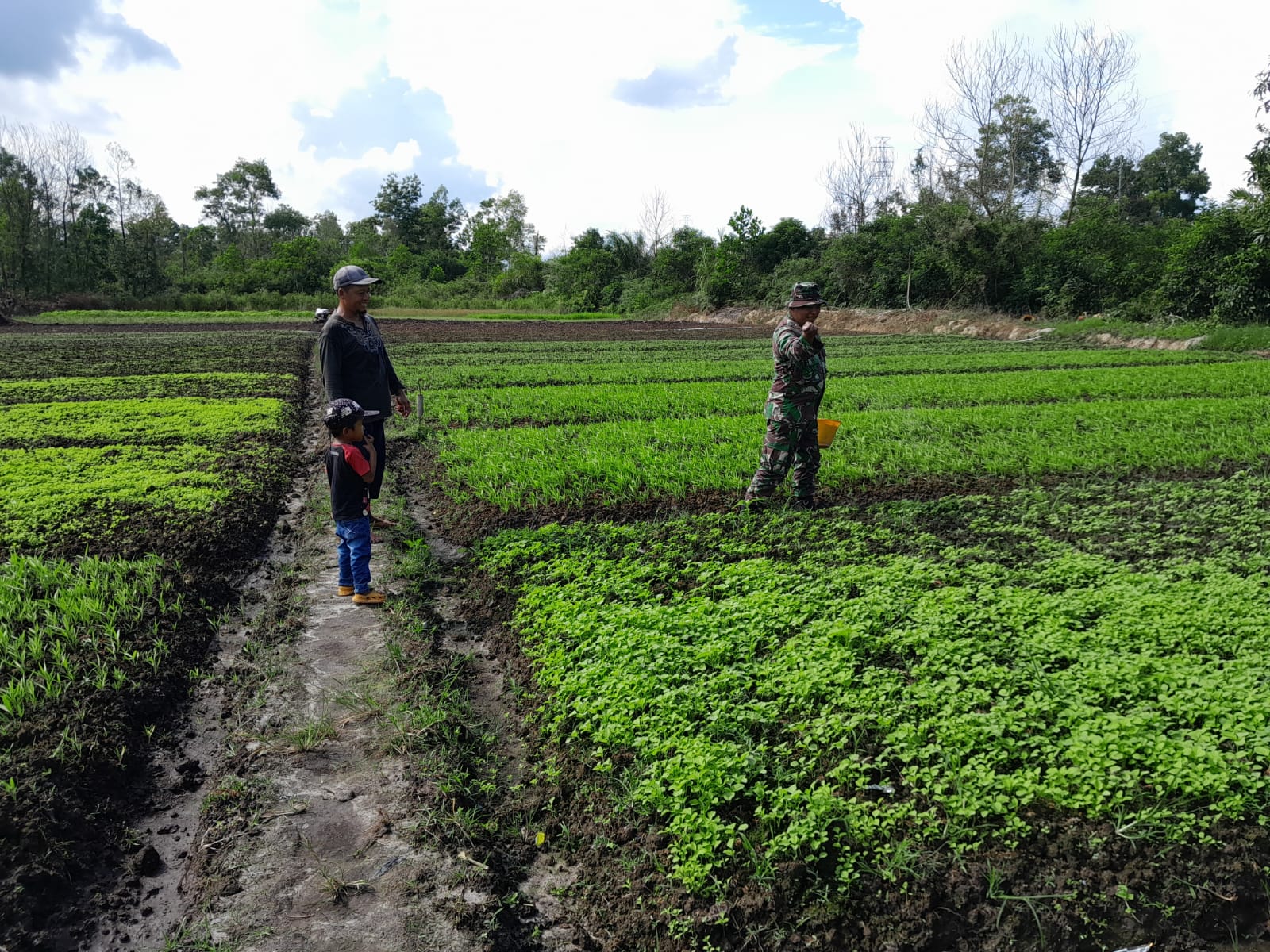 Serda Cerza Katno Dampingi Petani Bayam dan Kangkung