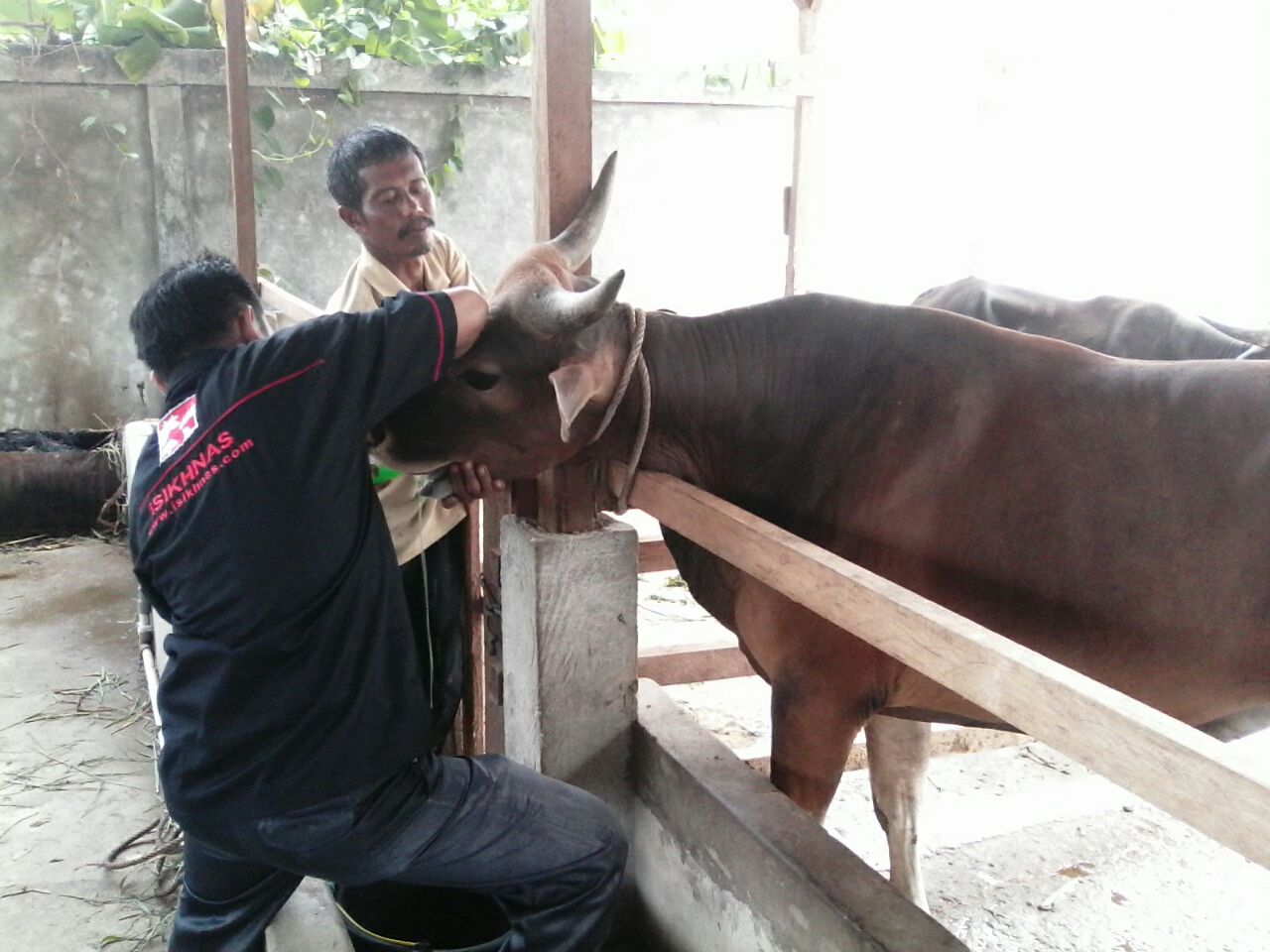 Hewan Kurban Di Kota Dumai Sebanyak 1.362 Ekor