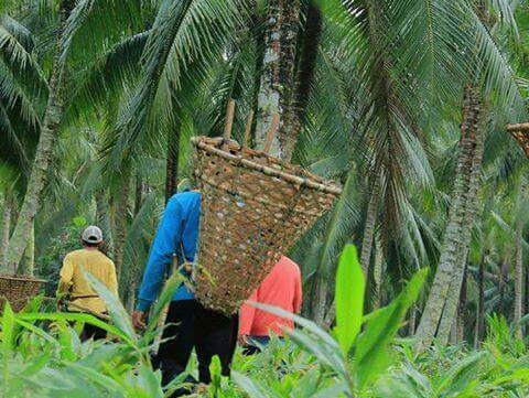 Bupati Inhil Sarankan Masyarakat Tidak Menjual Kebun Kelapa