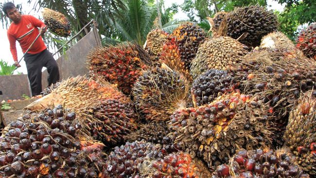 Harga Sawit di Riau Kembali Naik Pekan Ini