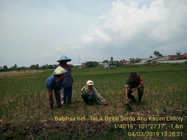 Upsus Pertanian, Poktan Binaan Kodim 0320/Dumai Tanam Padi di Teluk Binjai