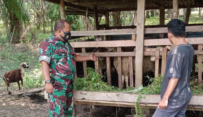 Guna Cegah PMK, Babinsa Bagan Besar Turut Gencarkan Pengecekan Hewan Ternak