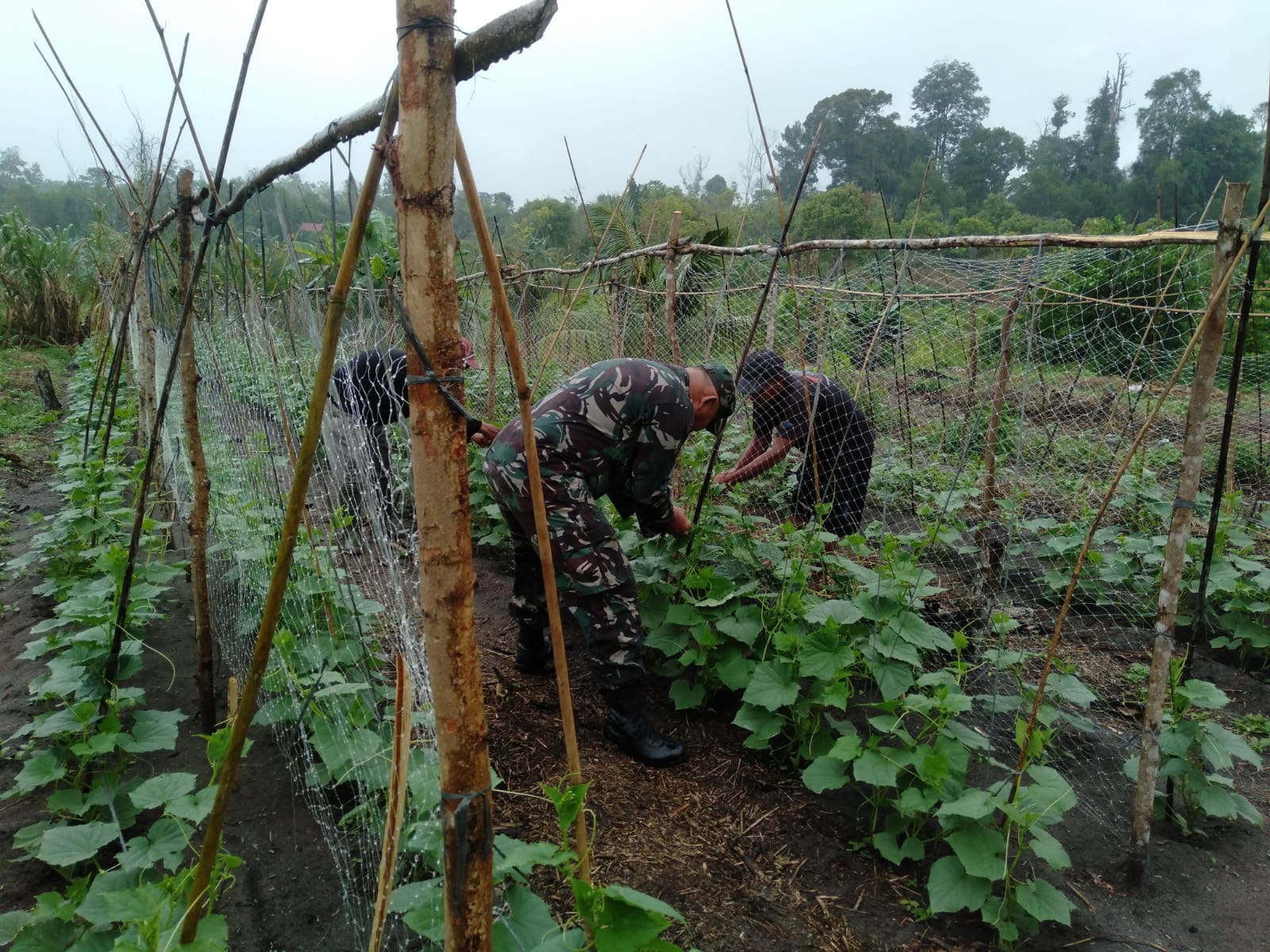 Pastikan Mentimun Hasil Panen Bagus, Serka Fahrizal Purba Laksanakan Pendampingan