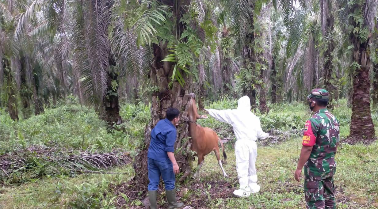 Babinsa dan Dinas Terkait Laksanakan Vaksinasi ke Hewan Ternak