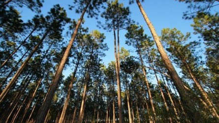 Sebanyak 46 Ribu Hektar Lahan di Riau Akan Dikeluarkan dari Kawasan Hutan
