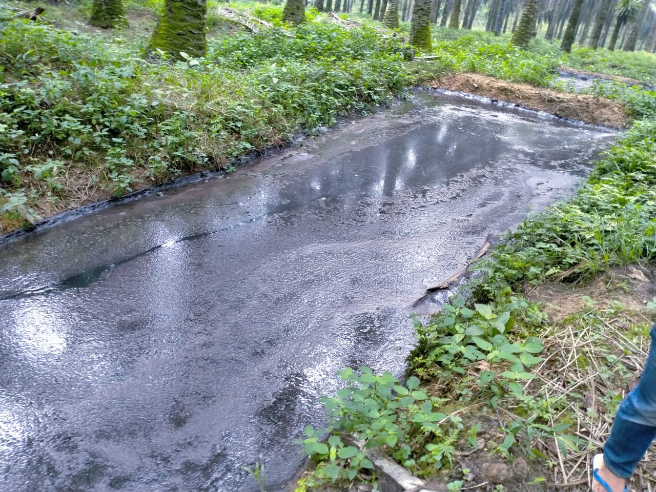 Diduga Limbah PT Serikat Putra Cemari Sungai Kerumutan