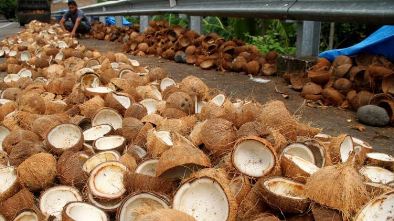 Disdagtri Inhil Ajak Petani Olah Kelapa Bulat Menjadi Kopra
