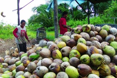 Berikut Daftar Harga Kopra dan Kelapa Bulat di Inhil