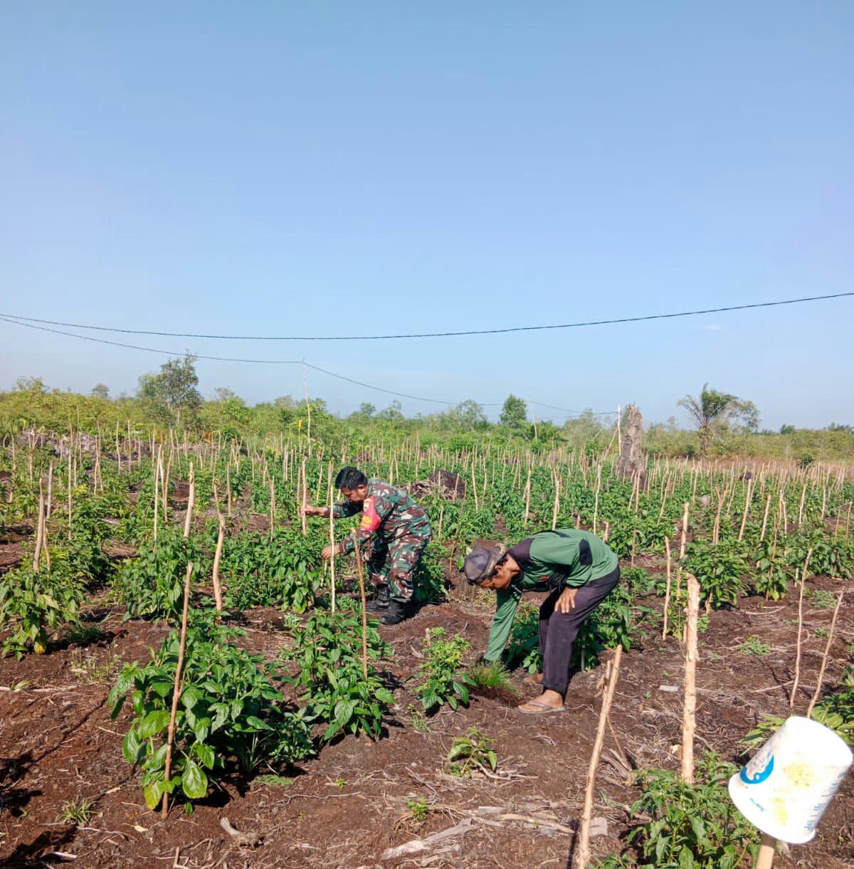 Sertu Mahyudin Dampingi Petani Cabe