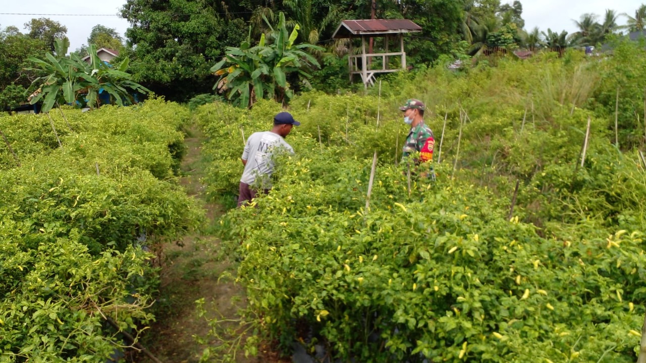 Harga Cabe Tinggi, Pelda Riadi Sembiring Dampingi Petani