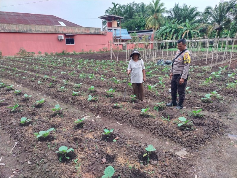 Pekarangan Terong Ungu di Purnama Jadi Contoh Ketahanan Pangan Warga Dumai Barat