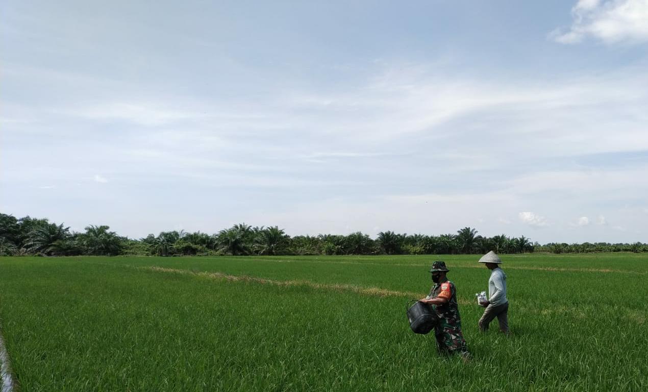 Koramil 03/PWK Lakukan Upsus Pendampingan