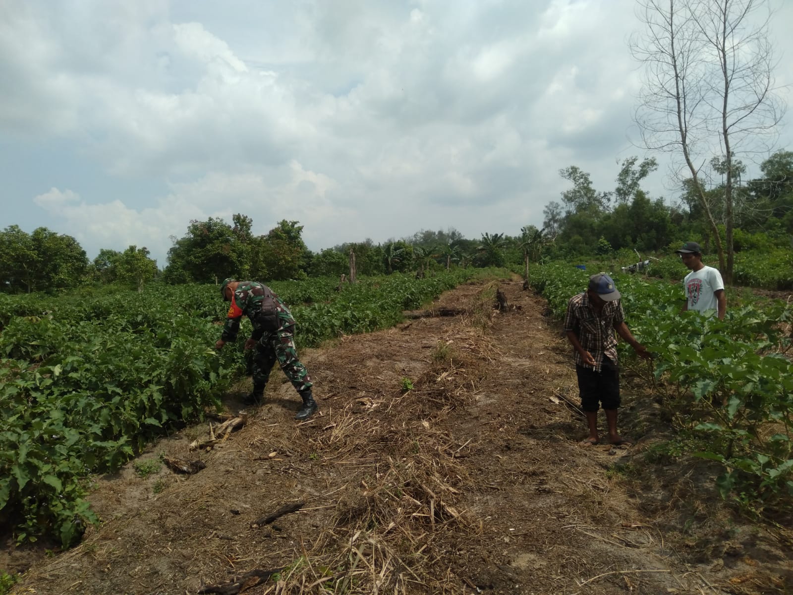 Serka Fahrizal Purba Dampingi Petani Terong
