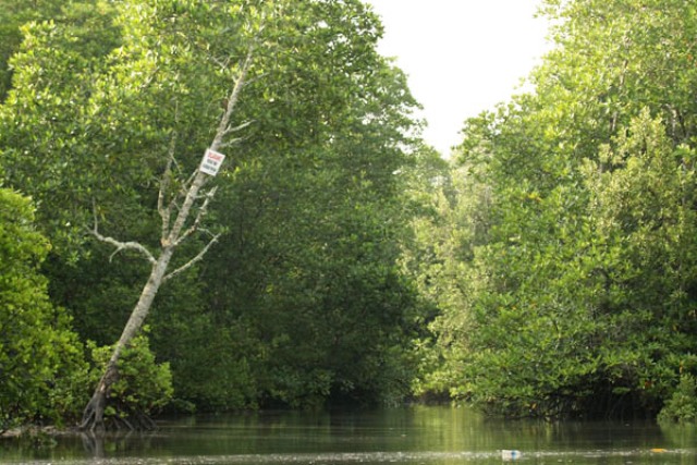 Mangrove Festival Tutup Kukerta Tetamatik Mahasiswa Unri