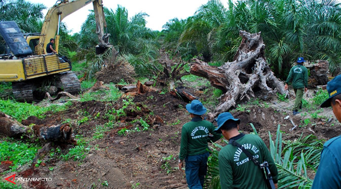 Alat Berat Perambah Lahan Konservasi TNTN Diamankan Aparat